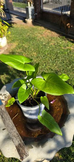 Green Goddess Calla Lilly