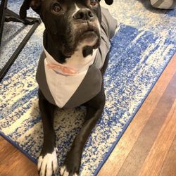 Dog Tuxedo Suit Outfit