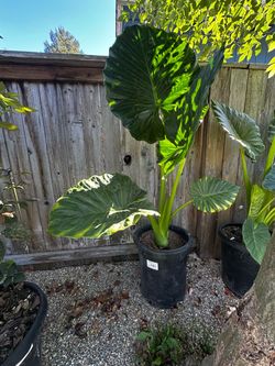 plants for sale