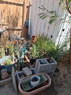 Aloevera all sizes