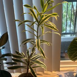 Song Of India tree (Dracaena reflexa) 