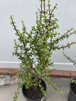 Elefhant’s Food Bush