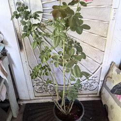 Rose Bush Plant Flower 