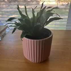 Tropical Plant 