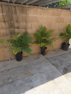 Multiple Majesty Palm