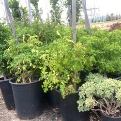 Honey Suckle Plants