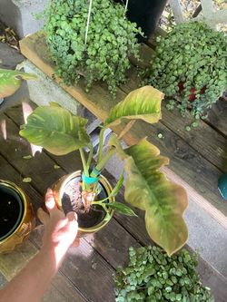 Specialty**variegtaed Philodendron Ring of Fire; gold ceramic pot not included; 95820