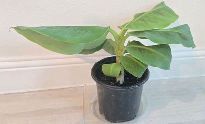 Dwarf banana plant