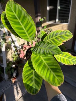 Velvet Calathea 6” pot
