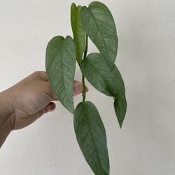 Cebu Blue Plant CUTTING 