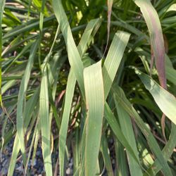 Organic Lemon Grass Leaves (Not Free)