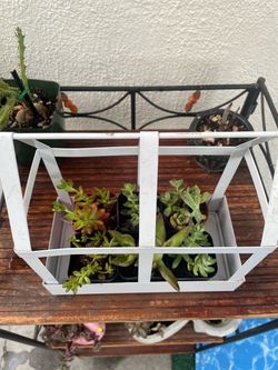 Small Succulent Plants Collection