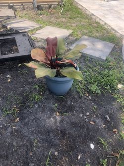 Planta Hornamental Con Maceta 