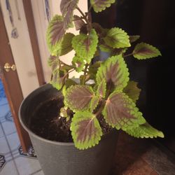 Potted Plant