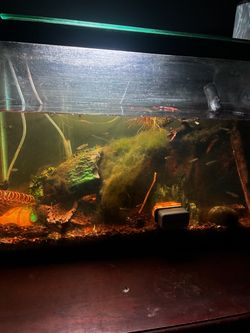 Live plants Aquarium