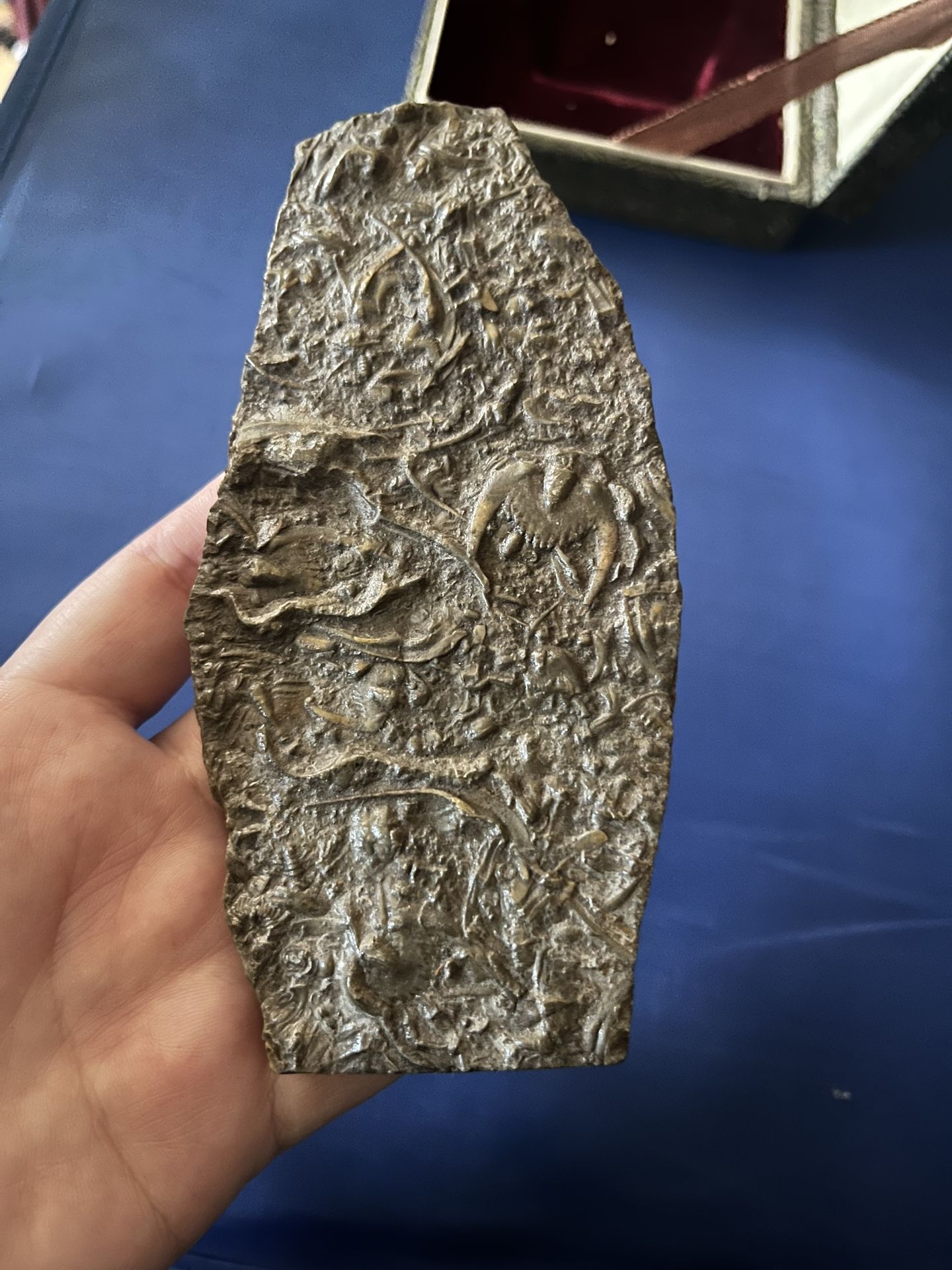 Cambrian trilobite fossil  main image 7