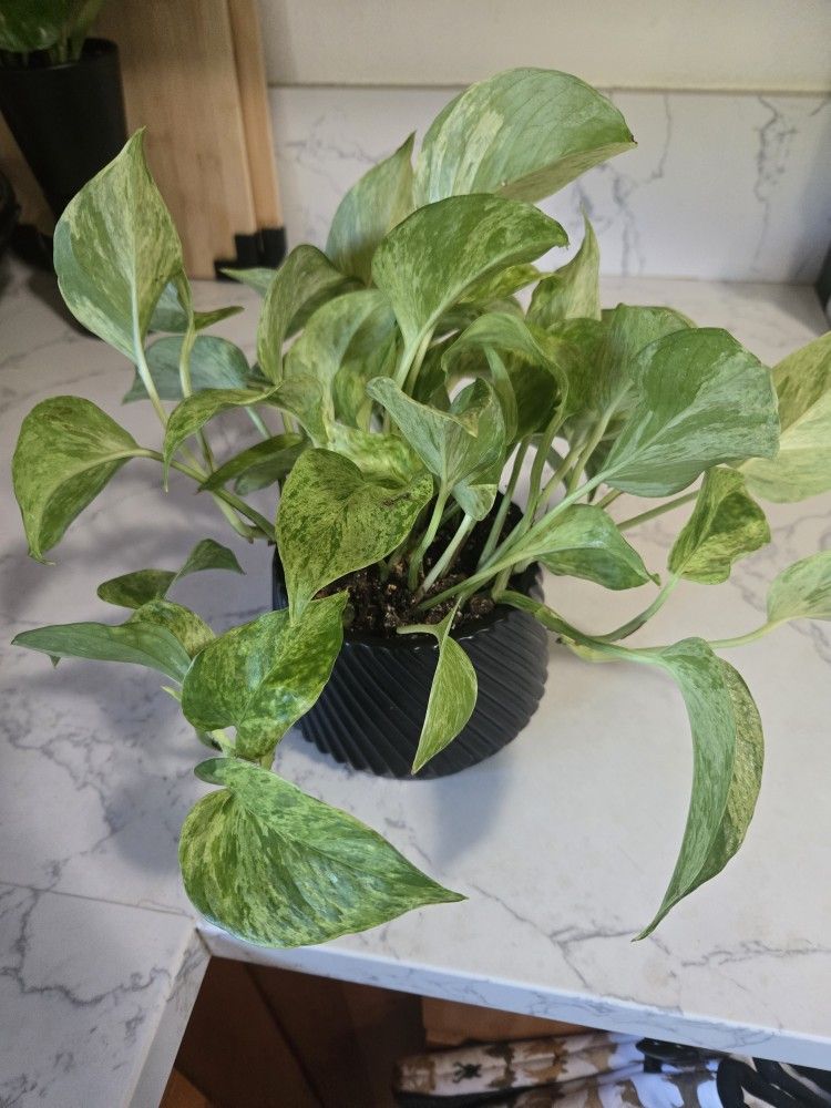 Plant