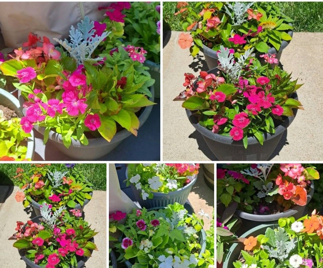 Mix Flowers In Larger Pots. Each Pot $14