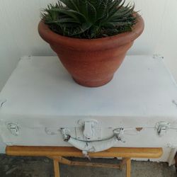 Large LACE  ALOE Plant 