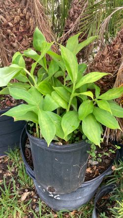 Plant