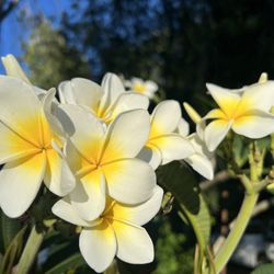 Yellow/White potted Plumeria