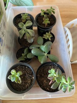 Succulent plants $7 for all