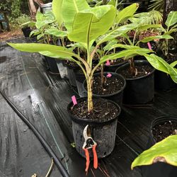 Banana plants - Truly Tiny, Double Mahoi, Mona Lisa 
