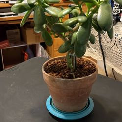 Beautiful Pot Jade Plant. Tall 18 Inch, Width 14 Inch 
