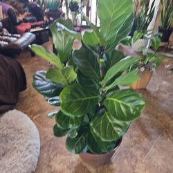 4ft Tall Fiddle Leaf Fig Plants In 16in New Composite Pot