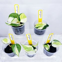 Philodendron Gabby ''Rare'' Rooted In Stratum for Sale in Westminster, CA -  OfferUp