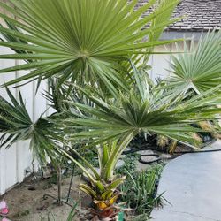 Free Palm Tree