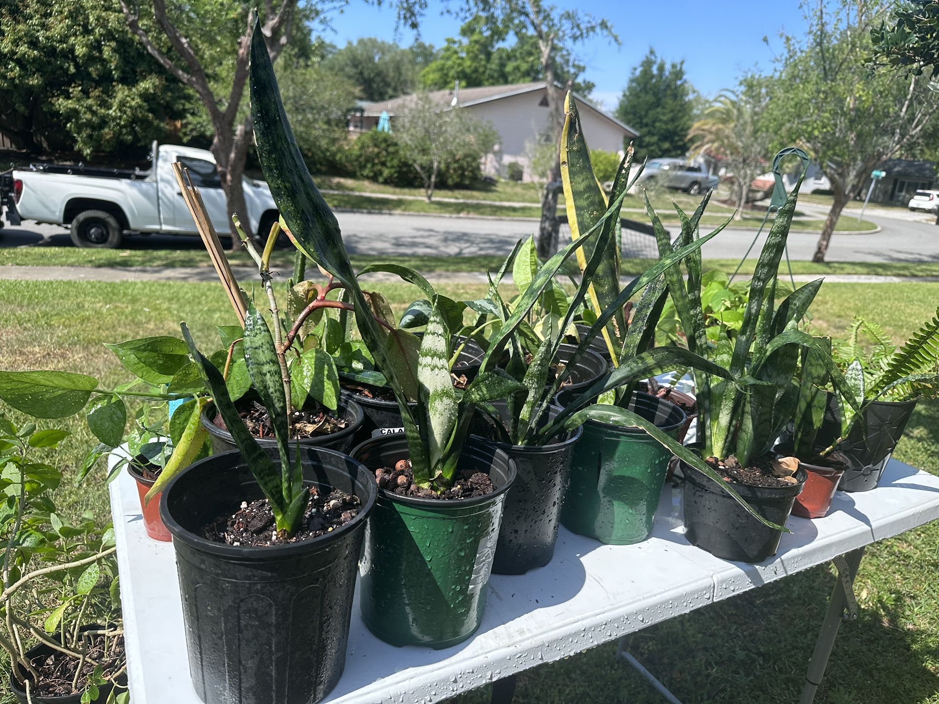Snake plants $5-10