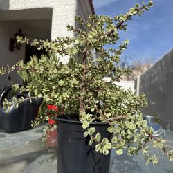 🌿—a symbol of prosperity 🪴VARIEGATED Elephant Bush🙏PLS READ DESCRIPTION♥️ 