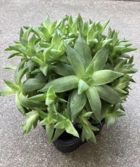 Gyokuro succulent Plants
