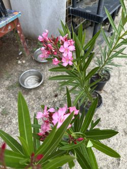 Oleander Plant 