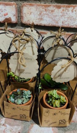 Succulent Favors