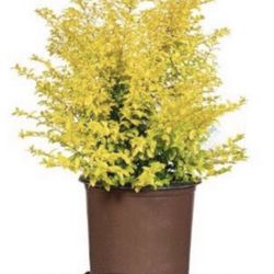 Ligustrum Sunshine Shrub  4 Gallon Plant | Lustrous Garden Shrub