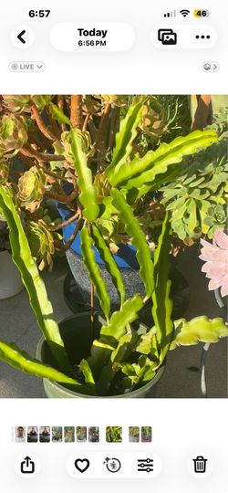 Potted Plants for Sale