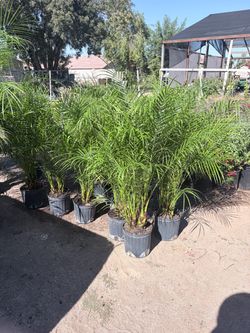 3g Pygmy palm tree they are  around 3ft with the pot