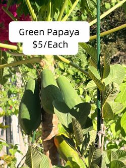 Papaya fruits and plants