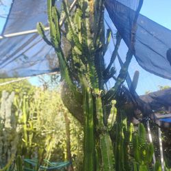 Euphorbia Cactus Succulent