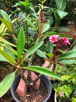 Plumerias for sale