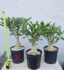Desert Rose Plants 6 Years Old Bradenton