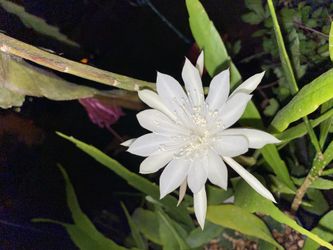 RARE SNOW WHITE EPIPHYLLUM