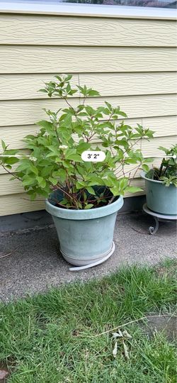Potted live plant pick up in beacon hill flowering