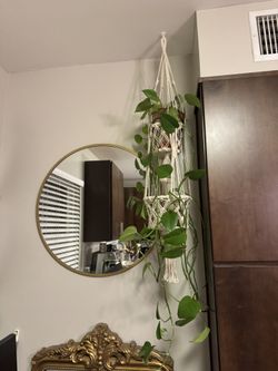 Hanging Plant Holder, Plant Included 