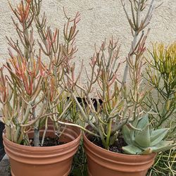 Flower pots with succulents plants