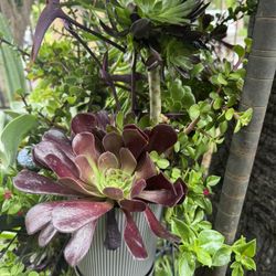 Beautiful Succulent 