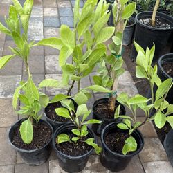 Insulin Plants Very Good for Lowering Blood Sugar Levels $12 Each Plant