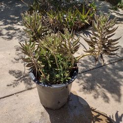 The Mother of Thousands Plant 5 Gal